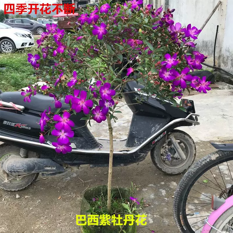 四季开花巴西野牡丹紫牡丹绿植花卉阳台植物紫色野牡丹花苗