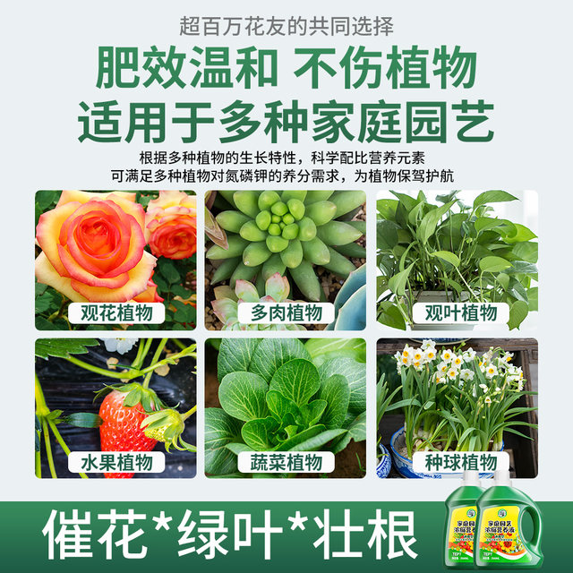 Nutrition solution plants, general type, flower, wealth, wealth, bamboo, green, and radish, hydroponics, potted plants, household flowers, green plant fertilizer