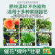 Nutrition solution plants, general type, flower, wealth, wealth, bamboo, green, and radish, hydroponics, potted plants, household flowers, green plant fertilizer