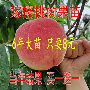 水蜜桃苗- Top 5000件水蜜桃苗- 2024年2月更新- Taobao