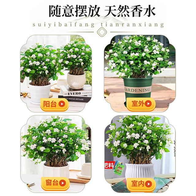 Jasmine potted saplings, Jiulixiang old pile green plants, easy to grow indoors, flowers blooming all year round