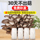 Mushroom growing bag children's edible mushroom bag oyster mushroom strain home grown shiitake mushroom home fresh mushroom stick wholesale lazy person
