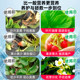 Strawberry Nutrition Solution Strawberry Fertilizer Special Fertilizer Organic Fertilizer Pot Nutritional Fertilizer Water-soluble Fertilizer Flowering and Fertilizer