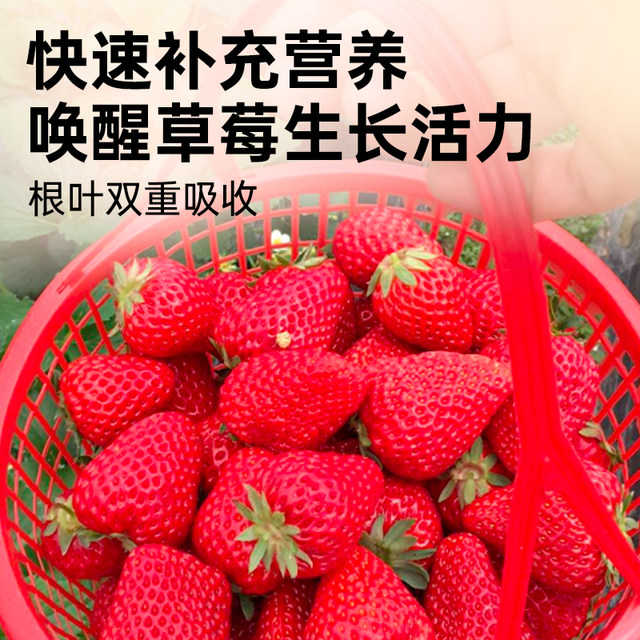 Strawberry Nutrition Solution Strawberry Fertilizer Special Fertilizer Organic Fertilizer Pot Nutritional Fertilizer Water-soluble Fertilizer Flowering and Fertilizer