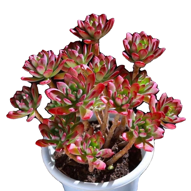 Red rose, red lotus, old pile, succulent, newbie, newbie, balcony, courtyard, easy to raise succulent potted plants