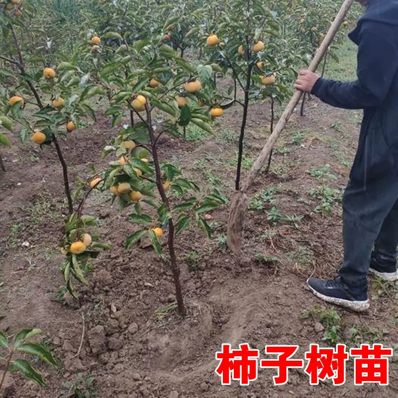 甜柿苗 新人首单立减十元 21年10月 淘宝海外