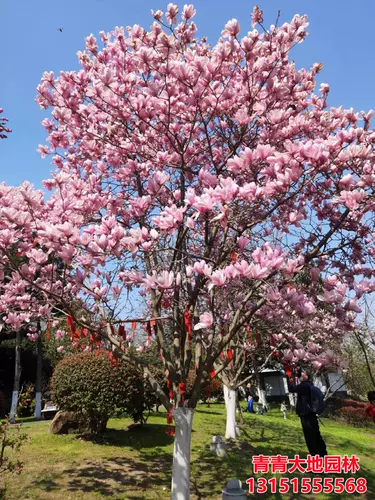 白玉蘭樹 新人首單立減十元 22年2月 淘寶海外