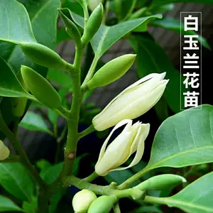 玉蘭花酒 新人首單立減十元 22年6月 淘寶海外 玉蘭花酒 新人首單立減十元 22年6月 淘寶海外