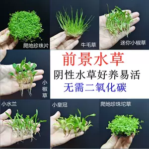 前景水草种子 新人首单立减十元 22年2月 淘宝海外 前景水草种子 新人首单立减十元 22年2月 淘宝海外