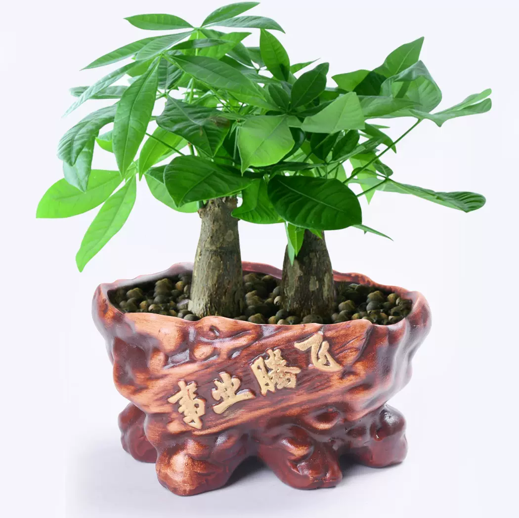 发财树盆栽室内阳台复古花盆兰花榕树陶瓷花器多肉绿植老