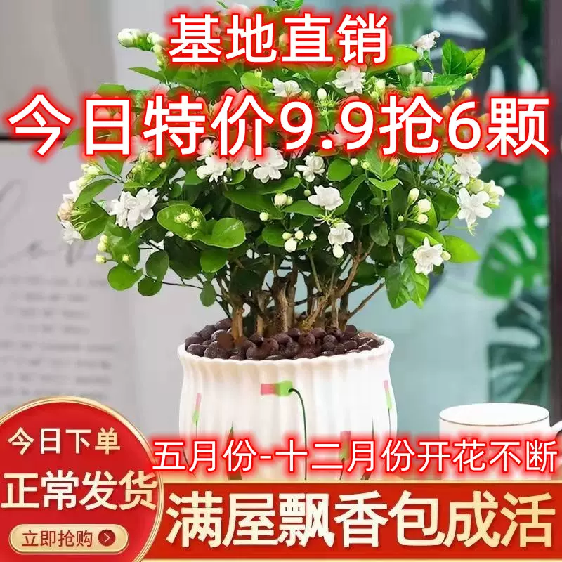 茉莉花盆栽栀子花金鱼吊兰绿植四季花植物室内花浓香