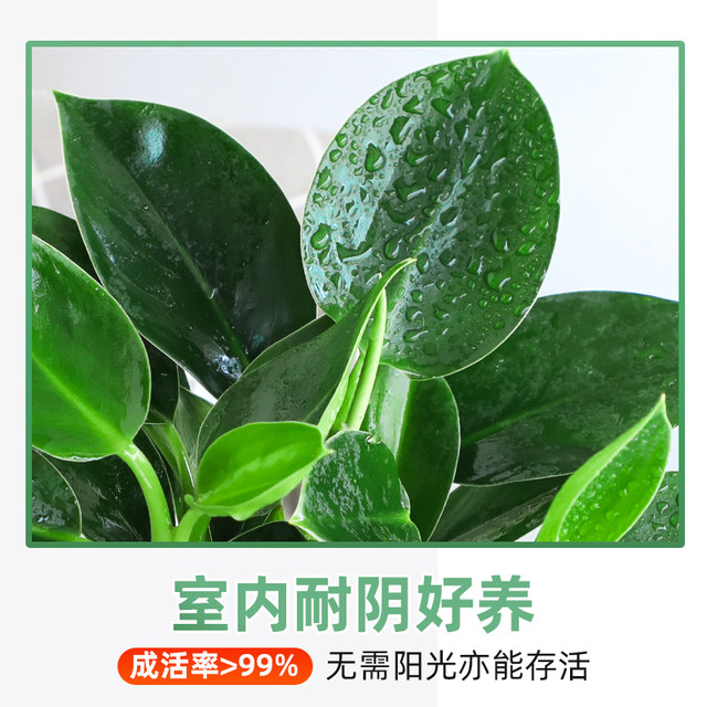 Golden diamond pot green plants large pot green ivy removes indoor formaldehyde plants flowers hydroponics office purifies the air and is easy to nourish