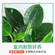 Golden diamond pot green plants large pot green ivy removes indoor formaldehyde plants flowers hydroponics office purifies the air and is easy to nourish