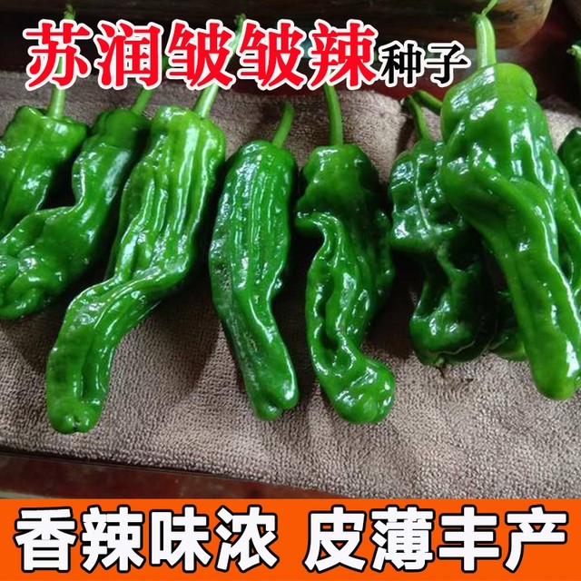 Surun wrinkled spicy pepper seeds large fruit wrinkled horn pepper pickled pepper black pit spicy thin skin pepper seeds
