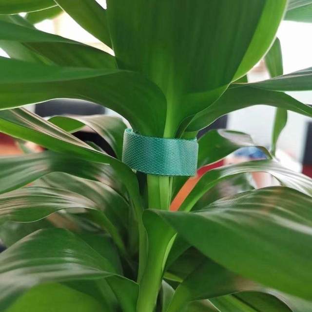 Plant straps bundled tie tie hot plant gardening can be reused to climb upwards and fix them without hurting green plants