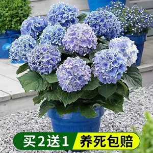 绣球花苗 新人首单立减十元 22年10月 淘宝海外