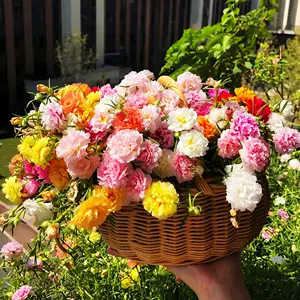 太阳花盆栽带盆 Top 500件太阳花盆栽带盆 22年12月更新 Taobao