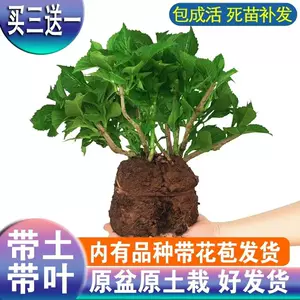 绣球花苗 新人首单立减十元 22年10月 淘宝海外