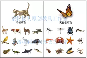 脊椎动物分类 新人首单立减十元 22年6月 淘宝海外