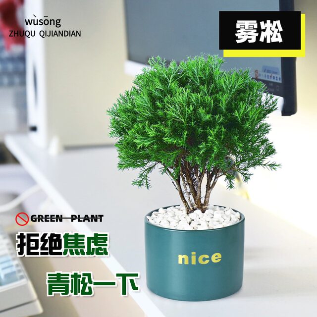 Put green pine plants in pots in rime, good for nourishing green plants in all seasons, office desktop green plants to relieve stress and stabilize emotions
