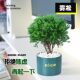 Put green pine plants in pots in rime, good for nourishing green plants in all seasons, office desktop green plants to relieve stress and stabilize emotions