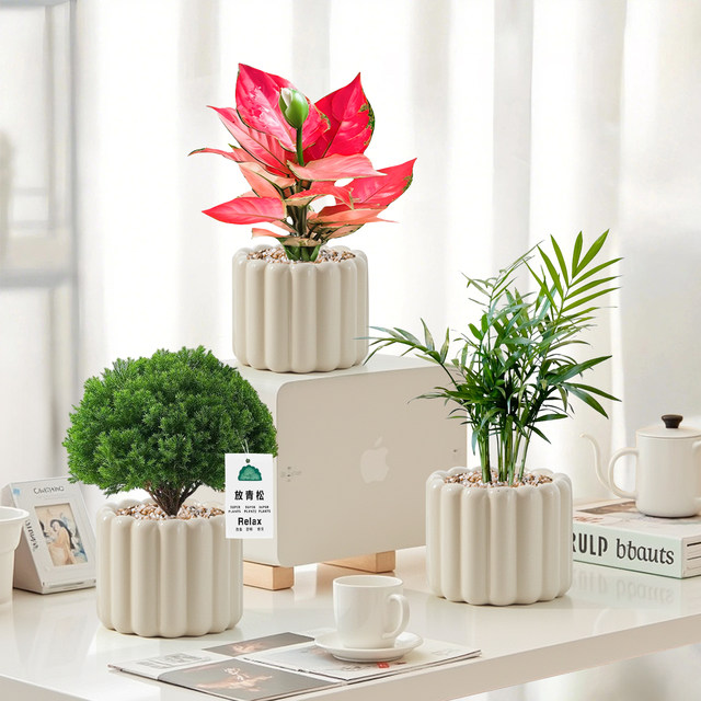 Office desktop green plants small potted indoor plants ins cream style four seasons lazy people easy to raise flower kindergarten