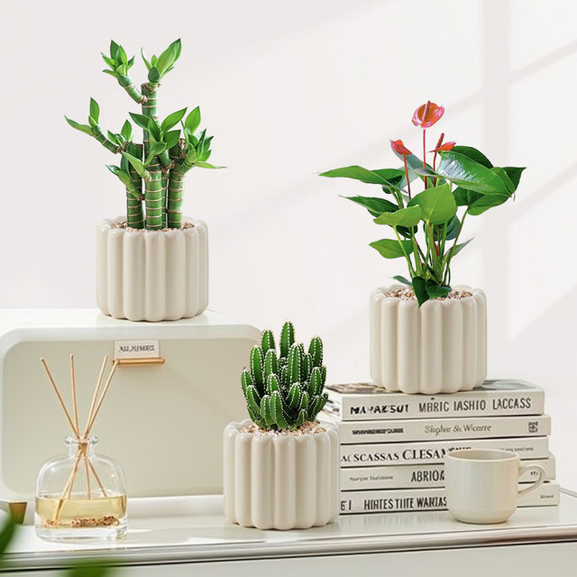 Office desktop green plants small potted indoor plants ins cream style four seasons lazy people easy to raise flower kindergarten
