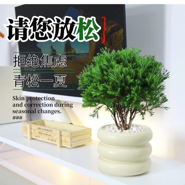 Put green pine plants in pots in rime, good for nourishing green plants in all seasons, office desktop green plants to relieve stress and stabilize emotions
