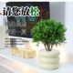 Put green pine plants in pots in rime, good for nourishing green plants in all seasons, office desktop green plants to relieve stress and stabilize emotions