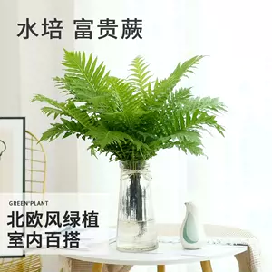 富贵蕨- Top 100件富贵蕨- 2023年2月更新- Taobao