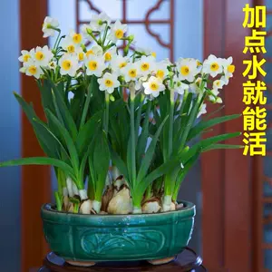 水培水仙花球 新人首单立减十元 22年3月 淘宝海外