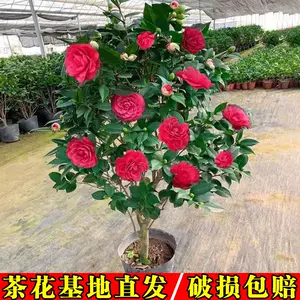 山茶花盆- Top 50件山茶花盆- 2023年8月更新- Taobao