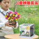 Children plant small potted sunflower seeds for students to scientifically observe experimental plants sunflower and impatiens set