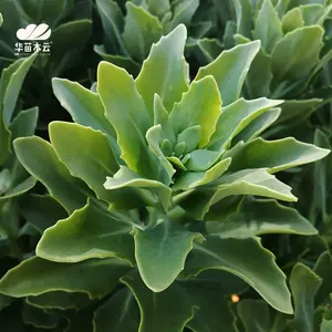 绿植物办 新人首单立减十元 22年8月 淘宝海外