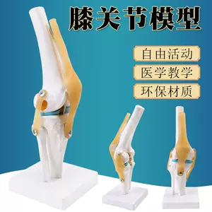 膝盖骨模型-新人首单立减十元-2022年4月|淘宝海外