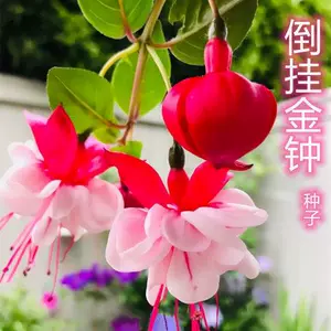 吊鐘花海棠 新人首單立減十元 22年7月 淘寶海外