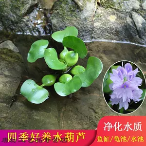绿浮草 新人首单立减十元 22年6月 淘宝海外