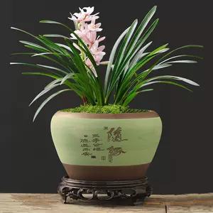 迎春接福 新人首单立减十元 22年4月 淘宝海外