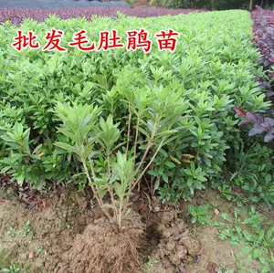 毛花坛 新人首单立减十元 22年7月 淘宝海外