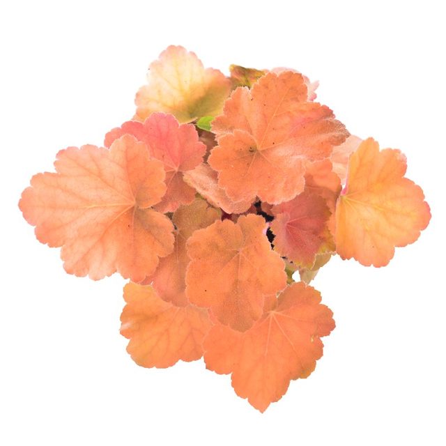 Alum root potted flower plants indoor flower seedlings evergreen all seasons leaf-resistant green plants garden greening flower seedlings