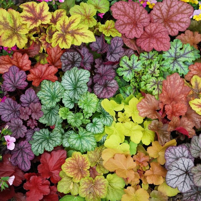 Alum root potted flower plants indoor flower seedlings evergreen all seasons leaf-resistant green plants garden greening flower seedlings