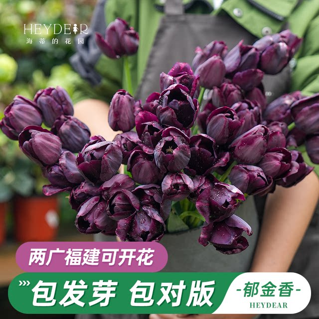 Heidi's Garden Flagship Store Tulip 5-degree ball balcony garden flowers green plants potted nude ball plants pre-sale