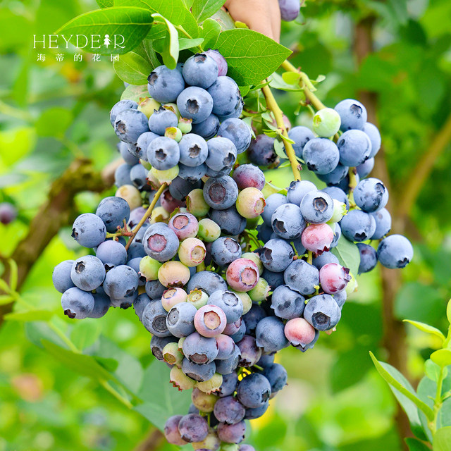 Heidi's Garden Flagship Store Blueberry Fruit Seedlings Northern Garden Potted Fruit Seedlings Balcony Flower Green Plants