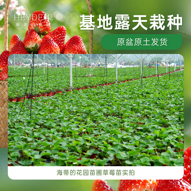 Heidi's Garden Flagship Store Strawberry Seedlings Potted Cream Strawberry Extra Large Dandong 99 Beauty Fruit New Seedlings