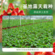 Heidi's Garden Flagship Store Strawberry Seedlings Potted Cream Strawberry Extra Large Dandong 99 Beauty Fruit New Seedlings