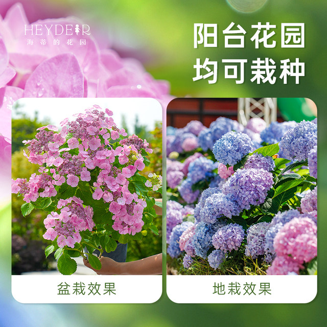 Heidi's Garden Flagship Store Hydrangea Seedlings Endless Summer Flowers Hydrangea Temari Balcony Flowers Potted Plants