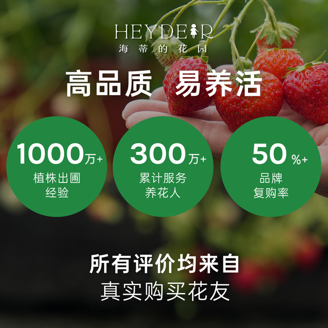 Heidi's Garden Flagship Store Strawberry Seedlings Potted Cream Strawberry Extra Large Dandong 99 Beauty Fruit New Seedlings