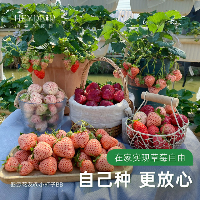 Heidi's Garden Flagship Store Strawberry Seedlings Potted Cream Strawberry Extra Large Dandong 99 Beauty Fruit New Seedlings