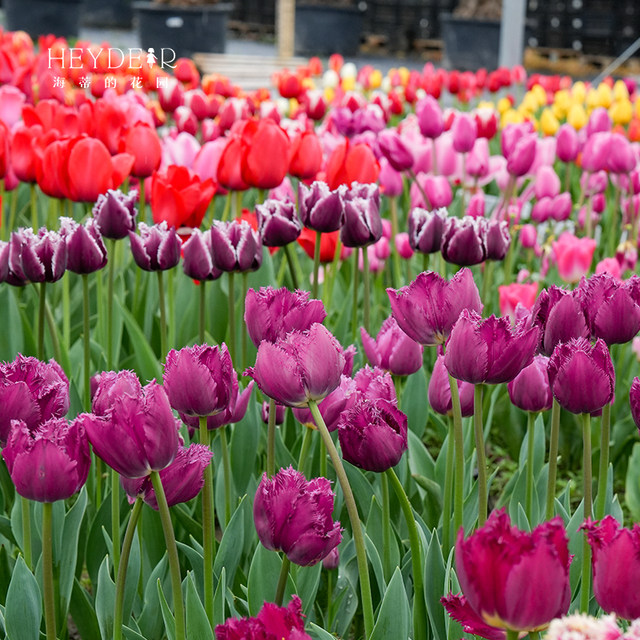 Heidi's Garden Flagship Store Tulip 5-degree ball balcony garden flowers green plants potted nude ball plants pre-sale