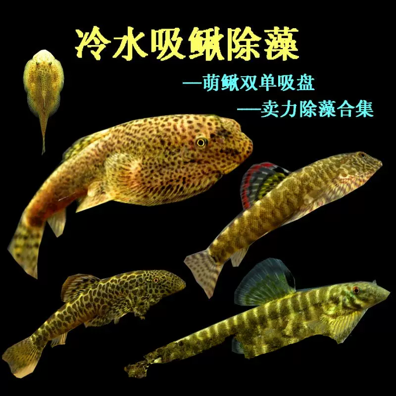 垃圾鱼清道夫观赏鱼-新人首单立减十元-2021年11月淘宝海外